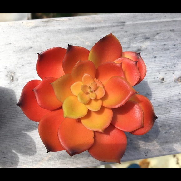 Decorative Potted Succulents - Picture 2 of 6